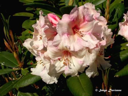 DSCN0293rw.jpg - hododendron